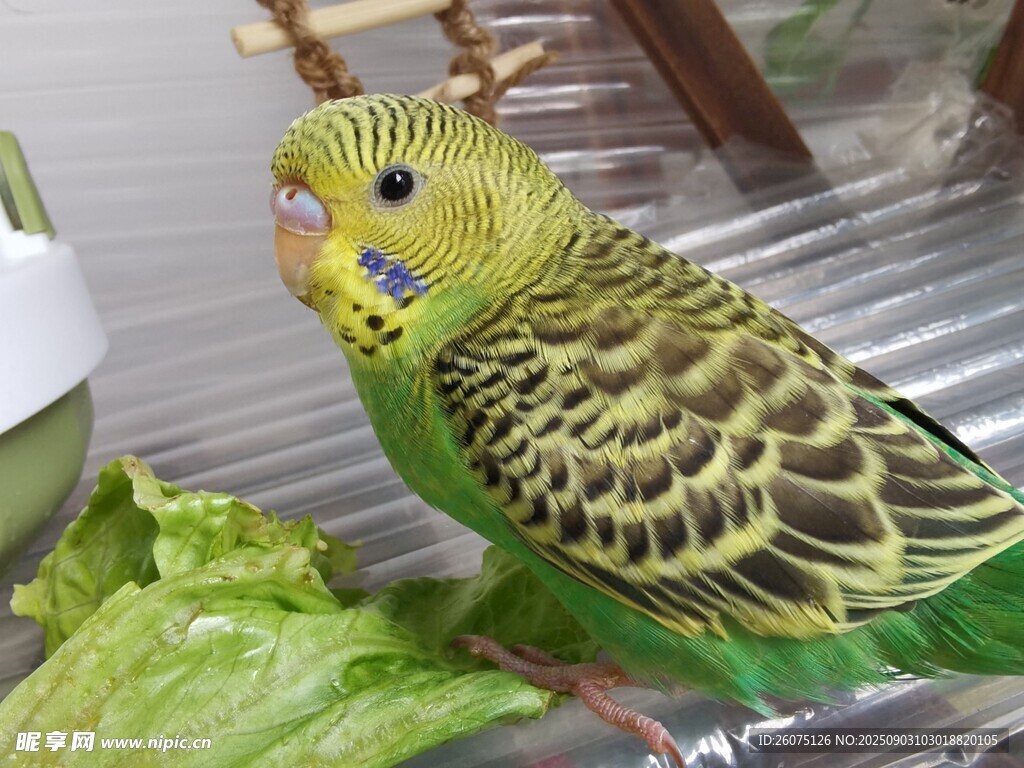 绿黄相间虎皮鹦鹉站菜叶上