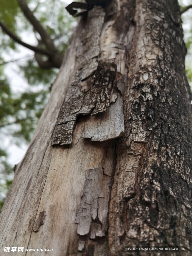 树干上的古老树皮特写