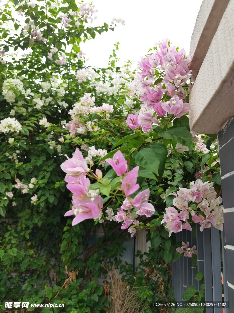粉色三角梅攀附房屋一角