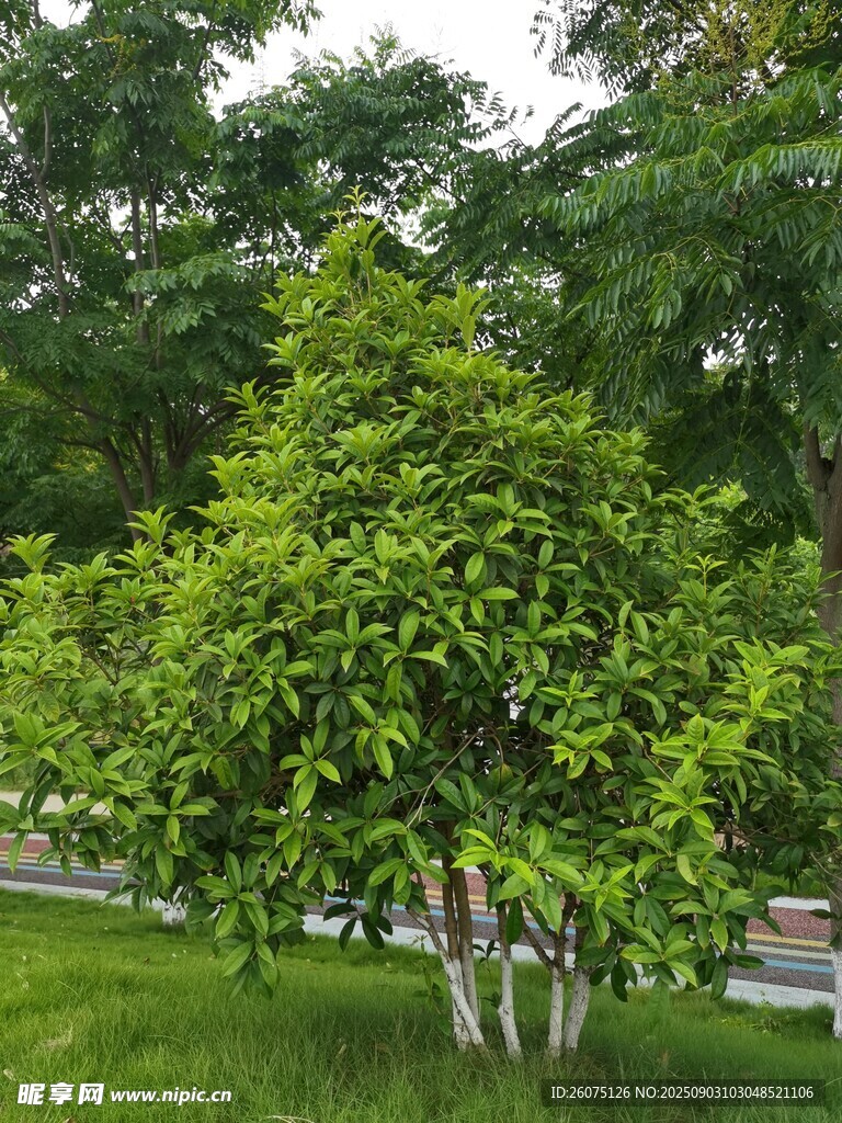 绿意盎然的树木与草地