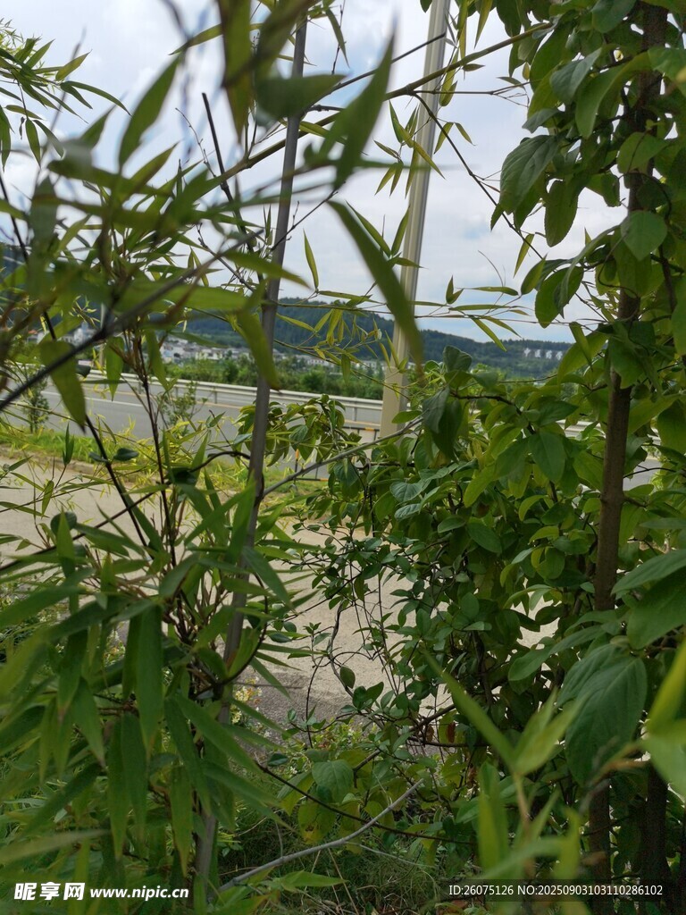 绿叶掩映下的开阔景致
