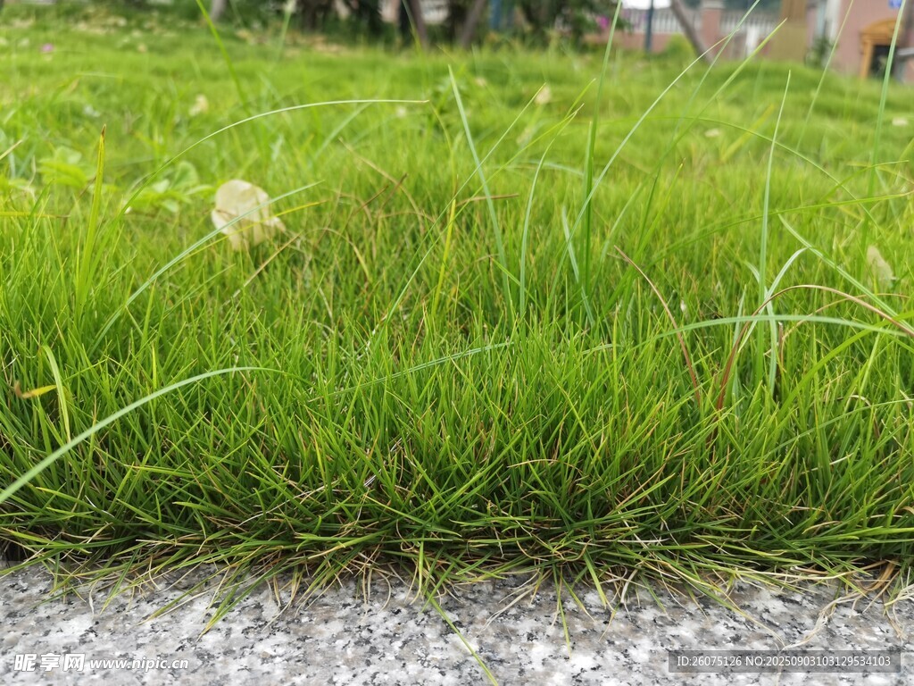 路边翠绿草地