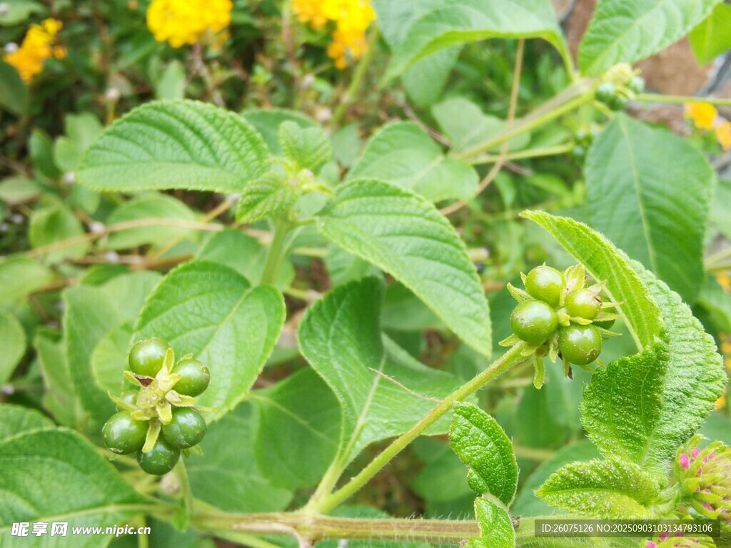 绿色植物上的未成熟果实