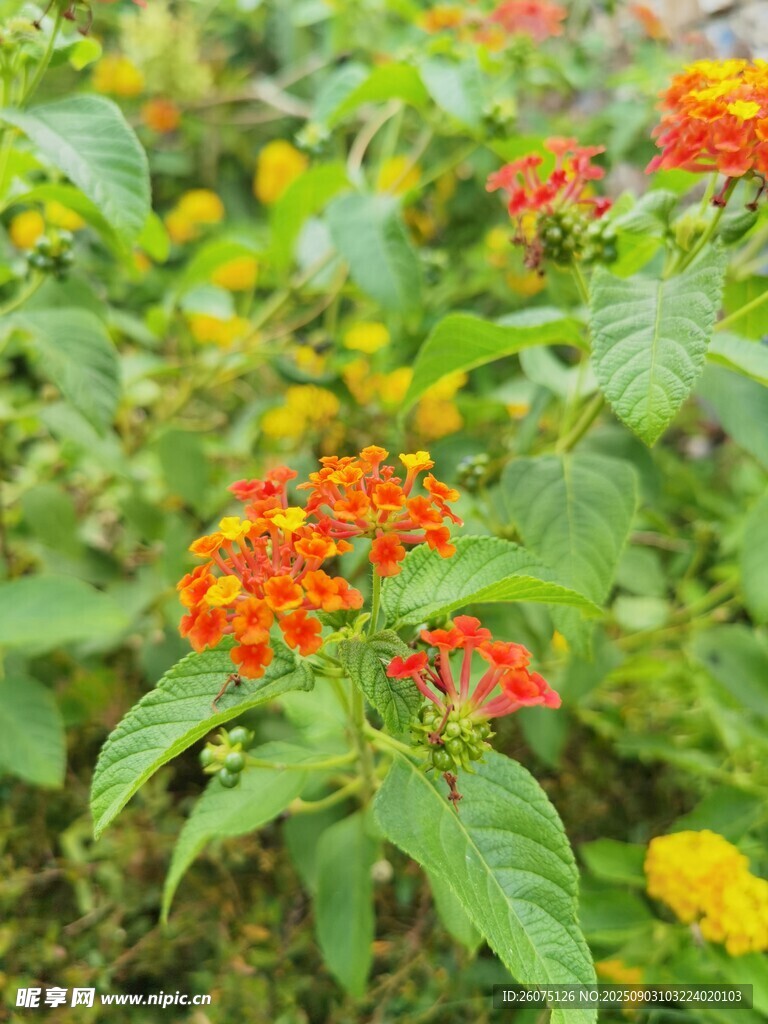 多彩花卉绽放绿意间