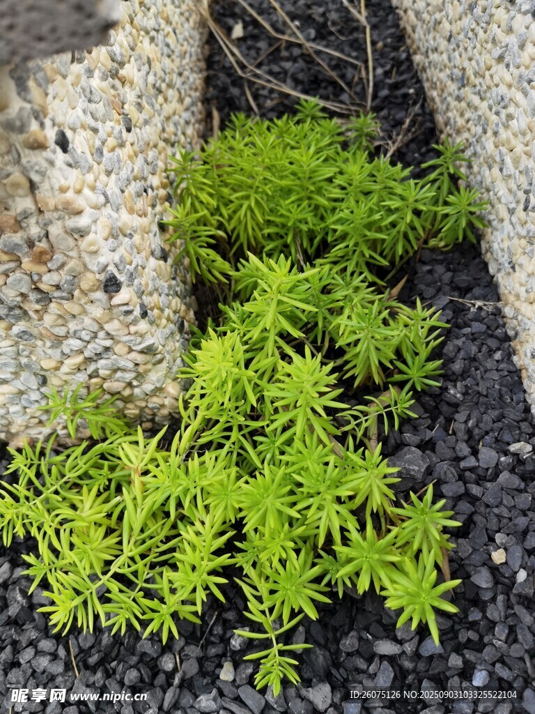 石缝间的翠绿植物