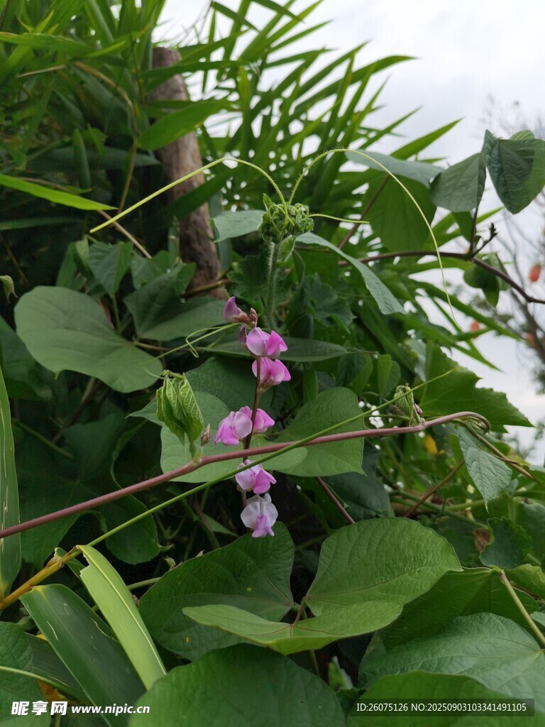 绽放的紫色扁豆花