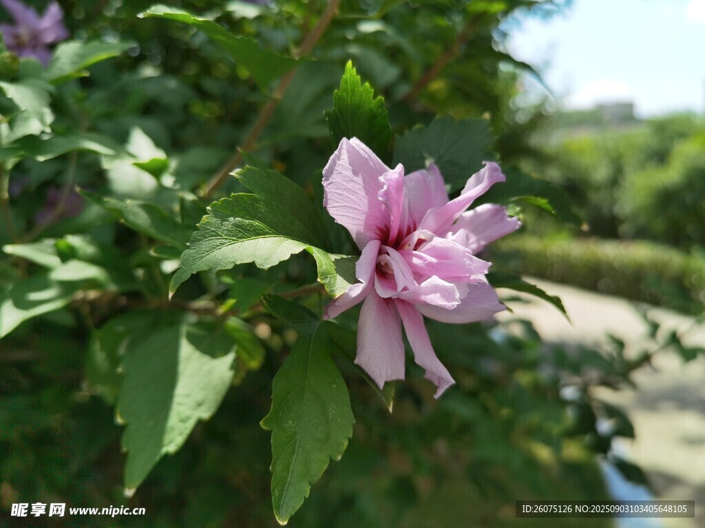 娇艳木槿花绽放绿叶间