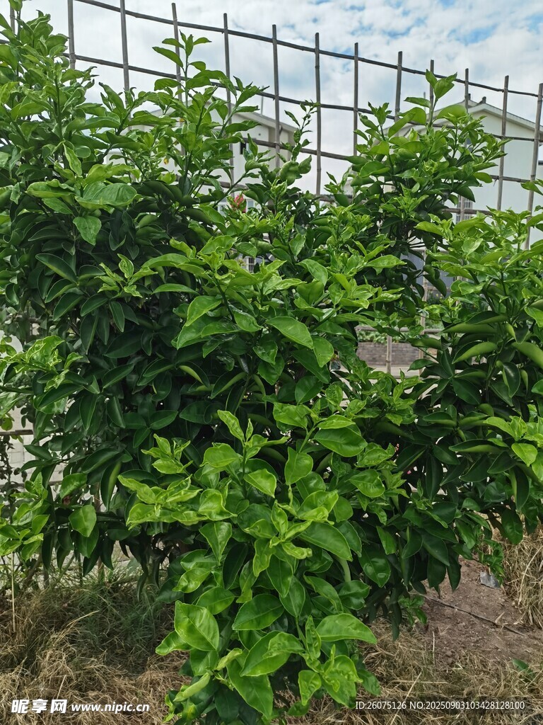 绿叶繁茂的植物