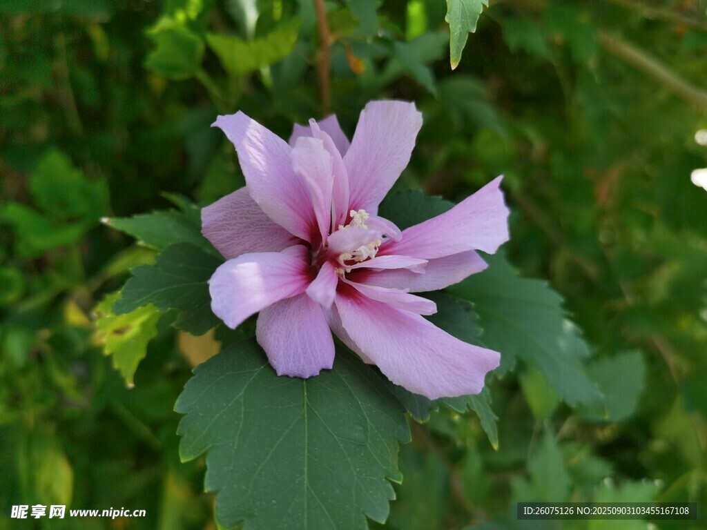 娇艳木槿花