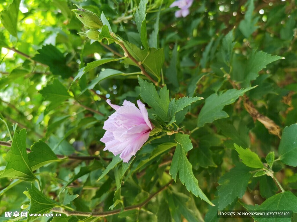 粉色木槿花绽放于绿叶间