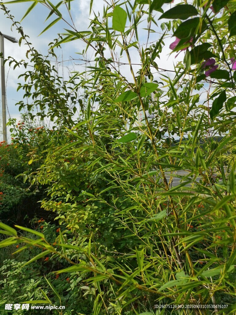 绿意盎然的植物景观