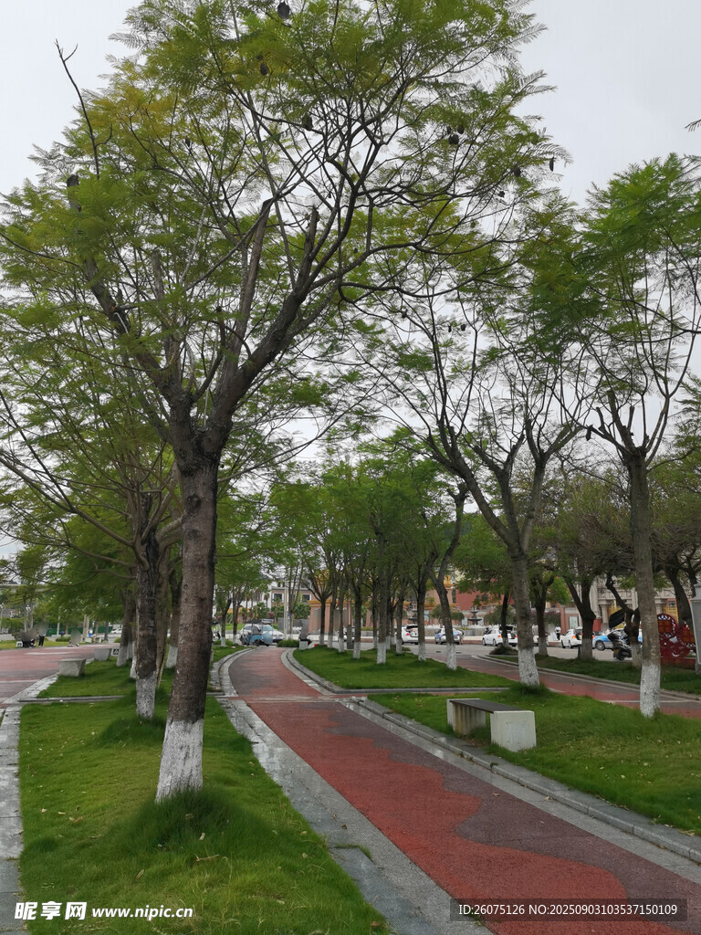 城市林荫步道景观