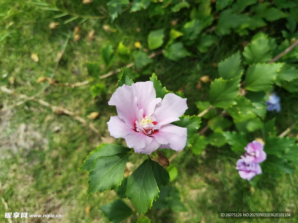 粉色木槿花绽放于草地