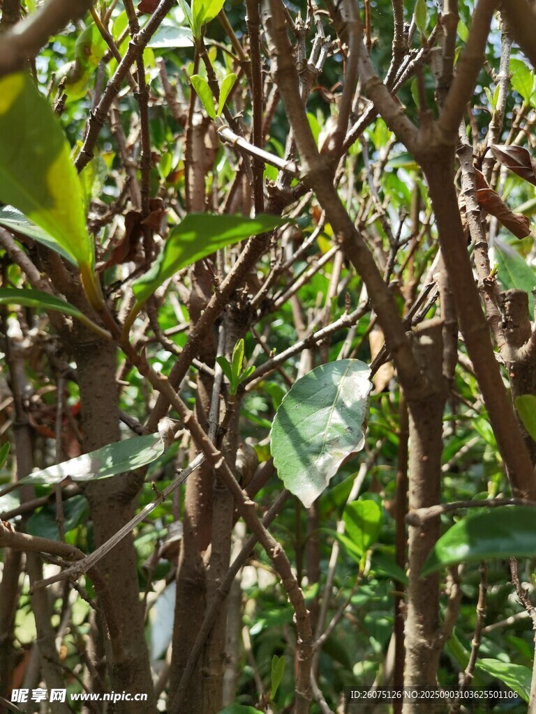 茂密绿植中的繁茂枝叶