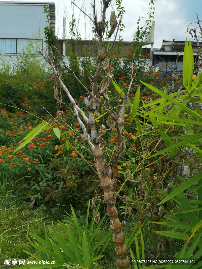 庭院绿植景观