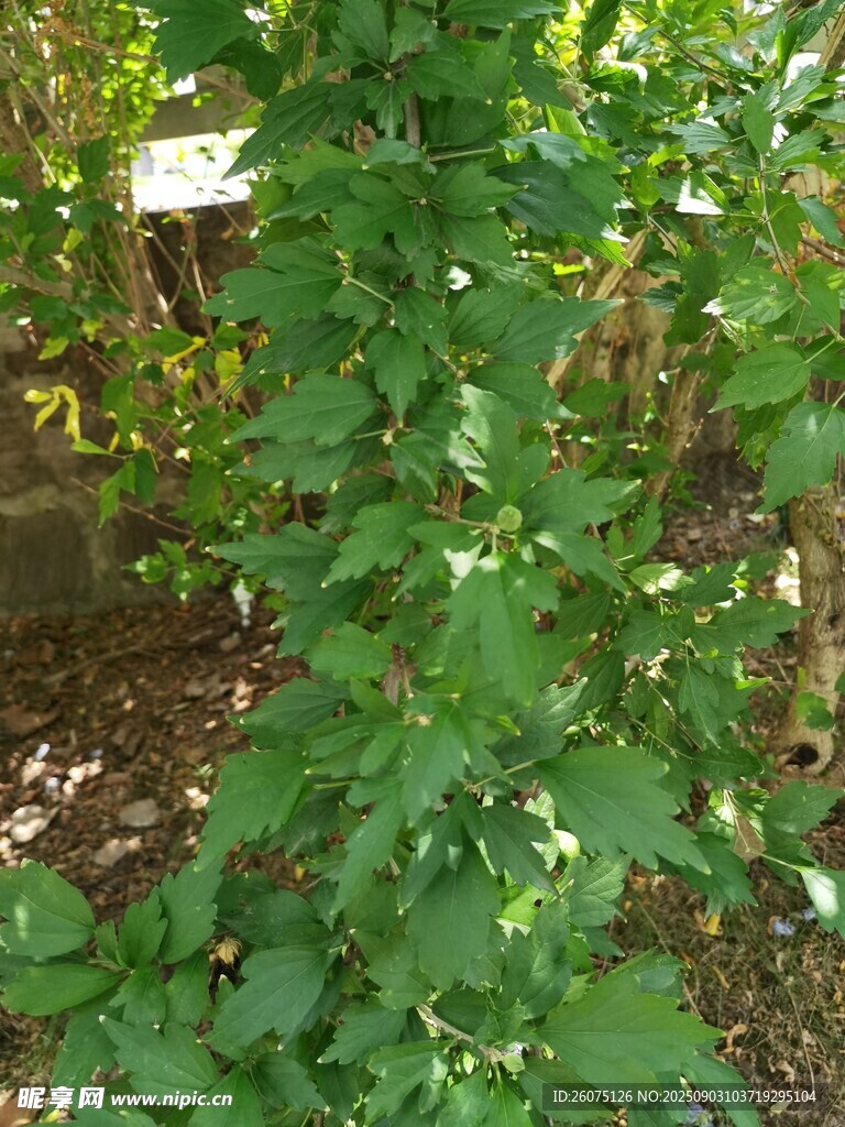 绿叶繁茂的木槿枝叶景观
