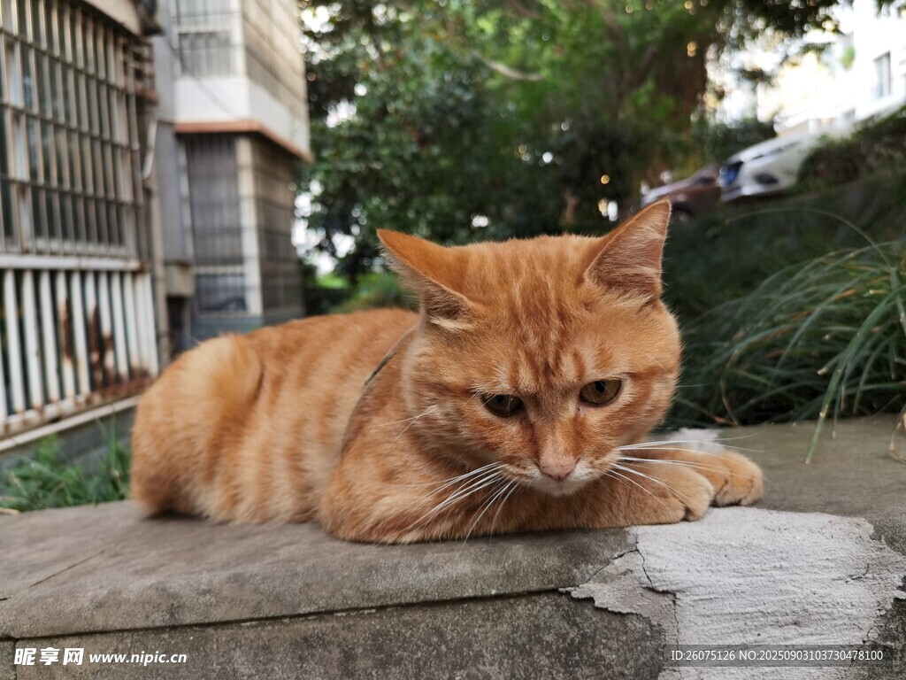 橘猫慵懒趴于石上