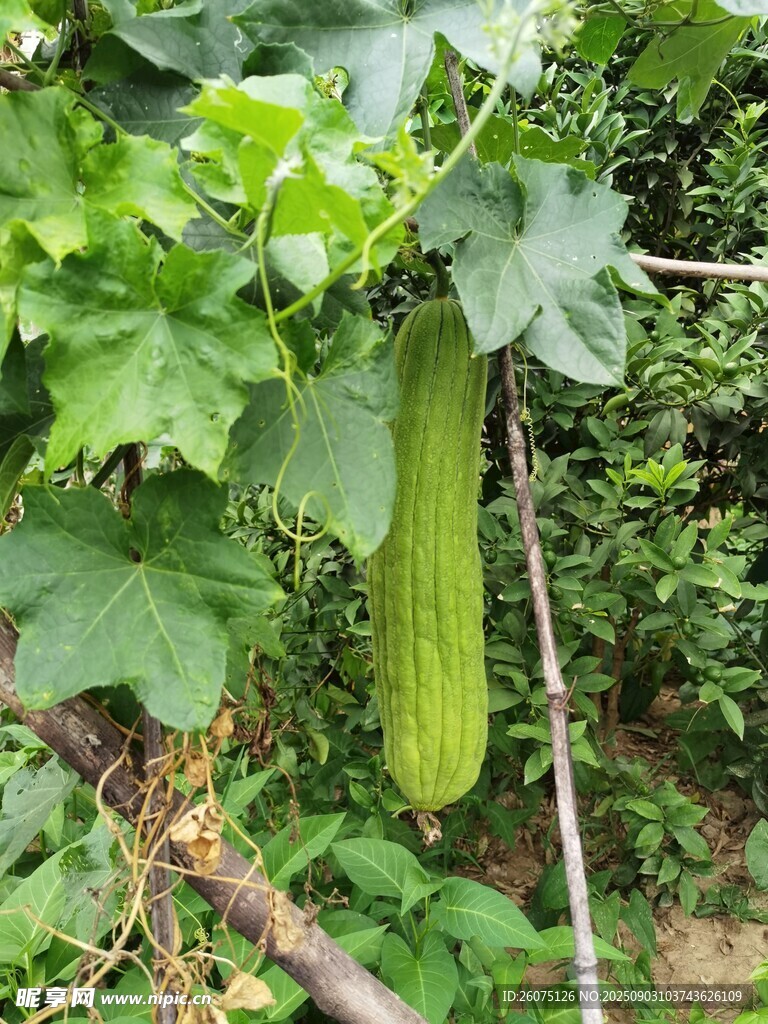 藤蔓上的鲜绿丝瓜