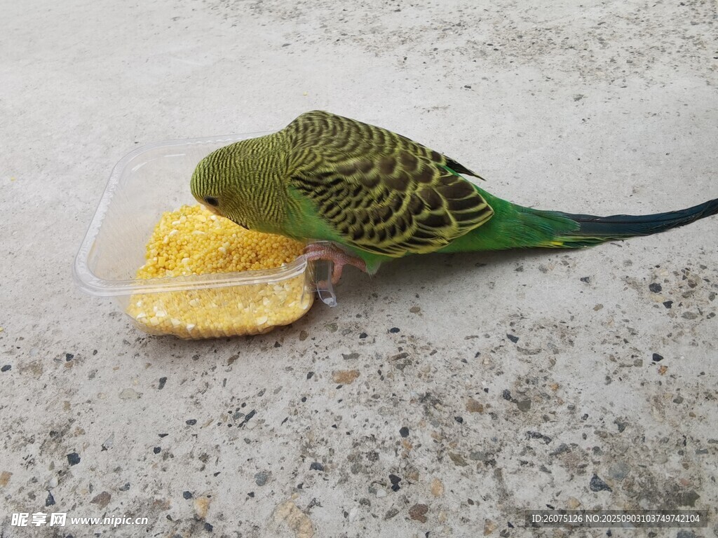 鹦鹉啄食盘中食物