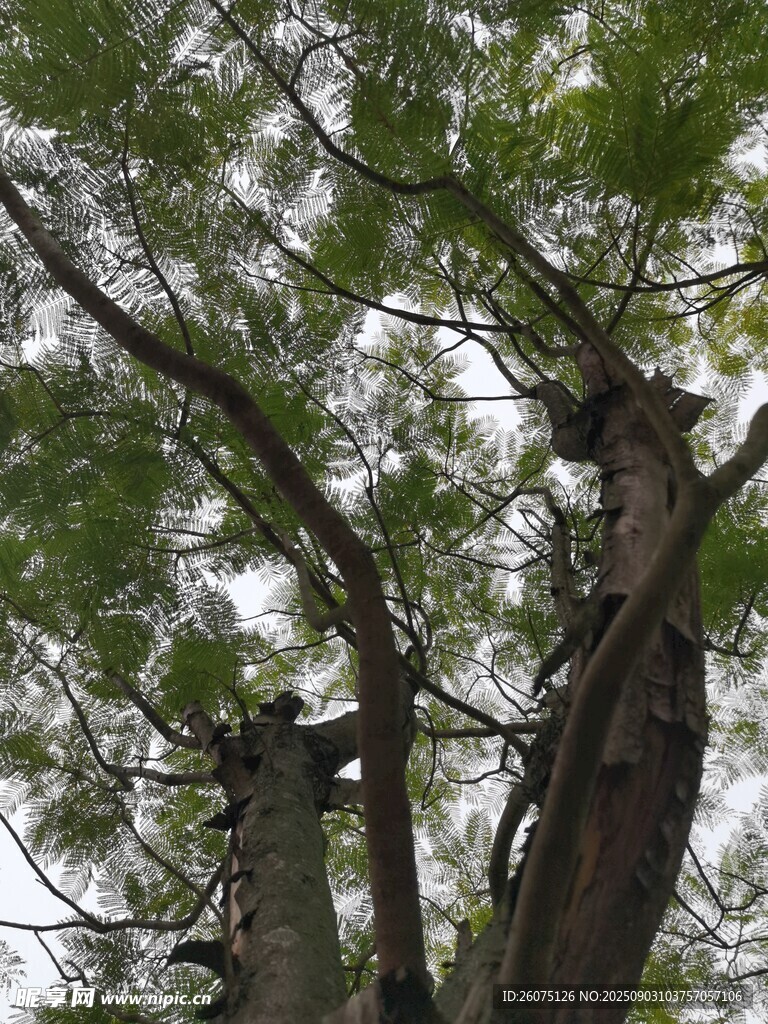 高大繁茂的树木景观