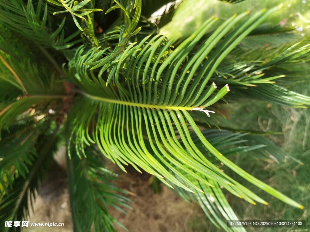 翠绿羽状叶片的热带植物