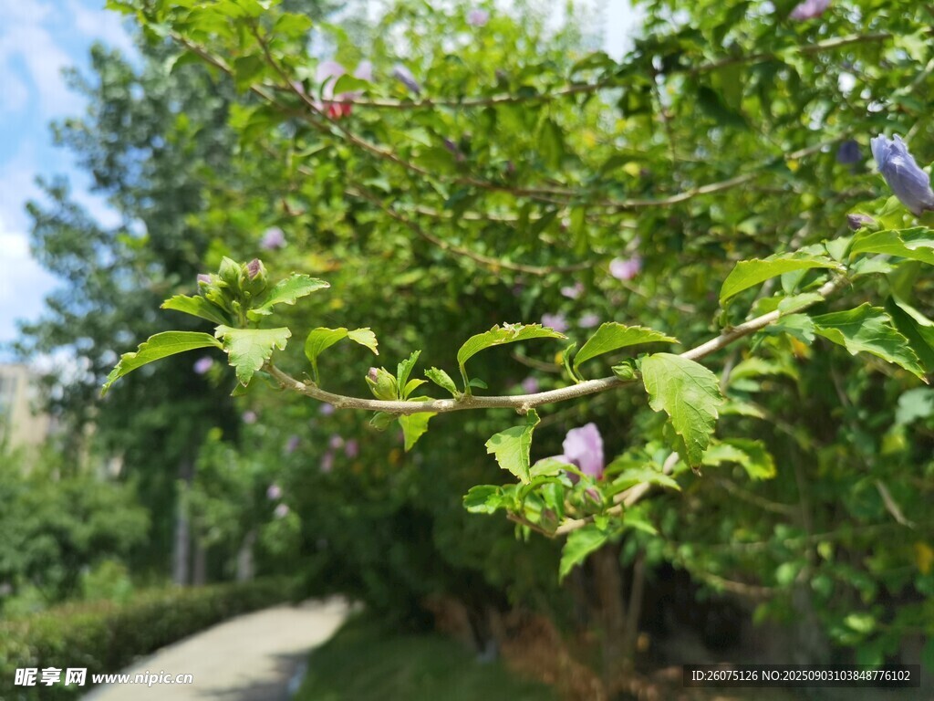 小径旁繁茂绿植与紫花