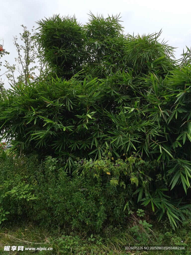 茂密绿植景观