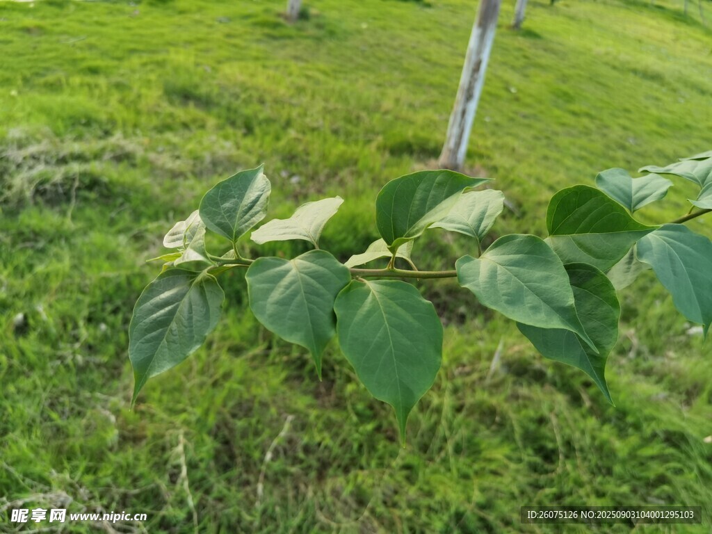绿叶植物于草地中生长