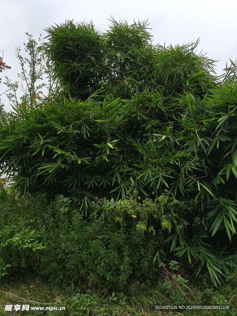 茂密竹林绿意盎然