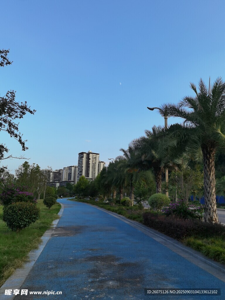 林荫小道旁的美丽城市景观