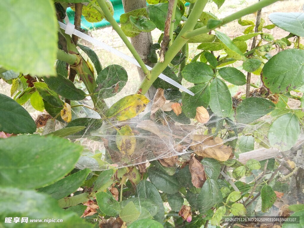 植物叶片上的蜘蛛网瞬间