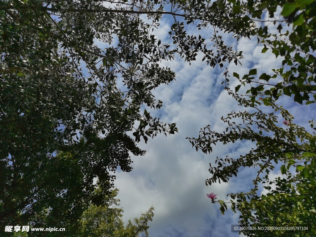 仰视林间天空美景
