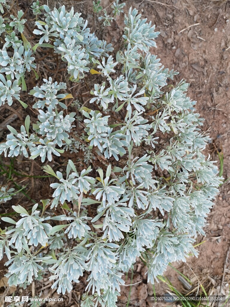 银叶灌木植物特写