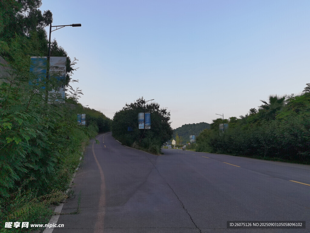 郊外静谧的林荫道路