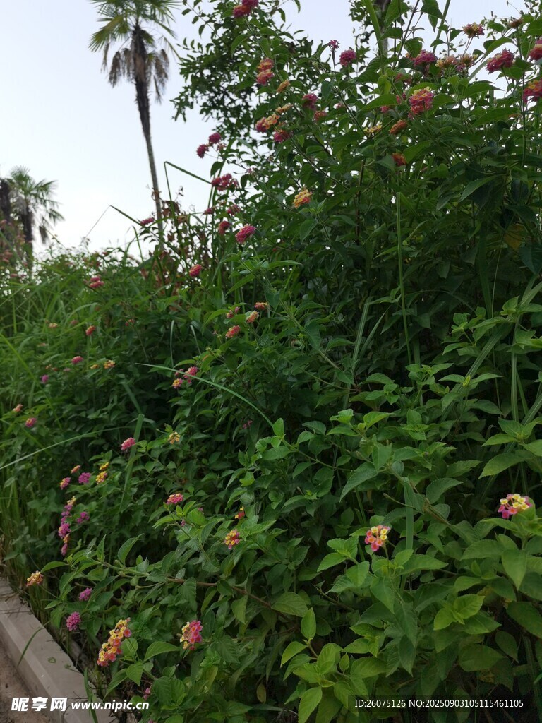 路边繁茂绿植景观