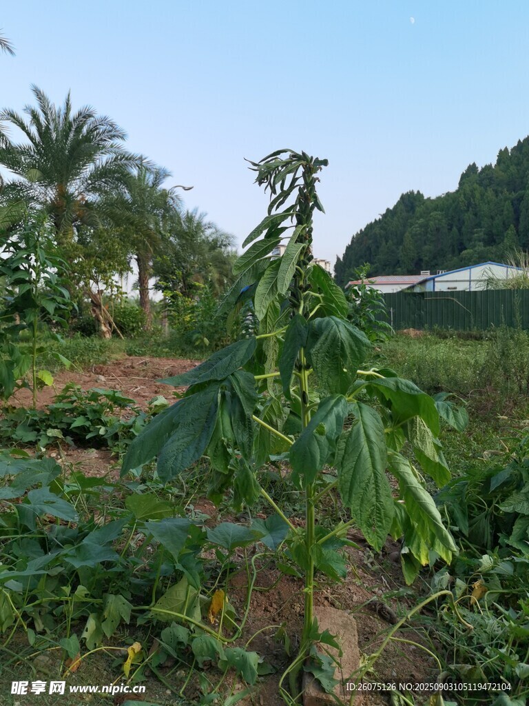 田园中的茂盛芝麻植株