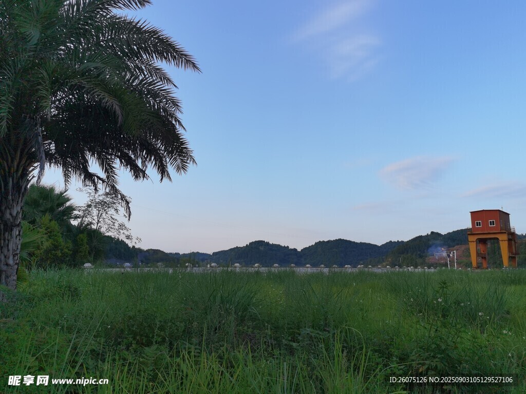 绿野蓝天旁的棕榈树景观