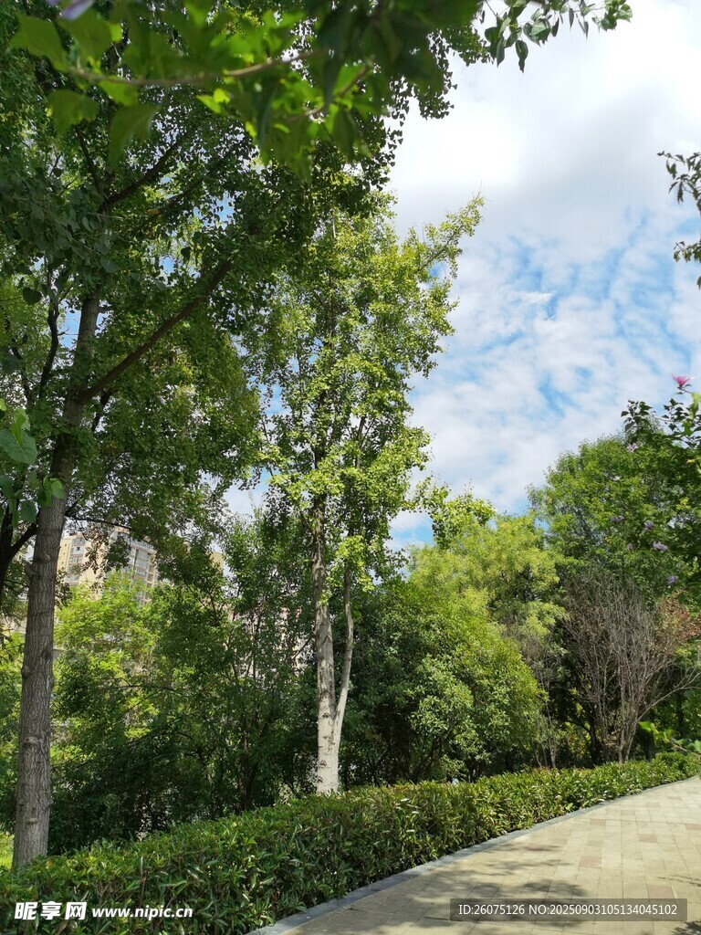 林荫小道绿意盎然的景致