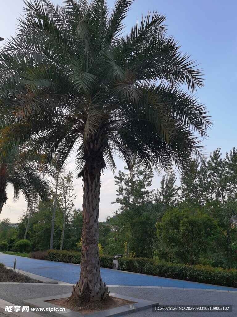 路边挺拔的棕榈树