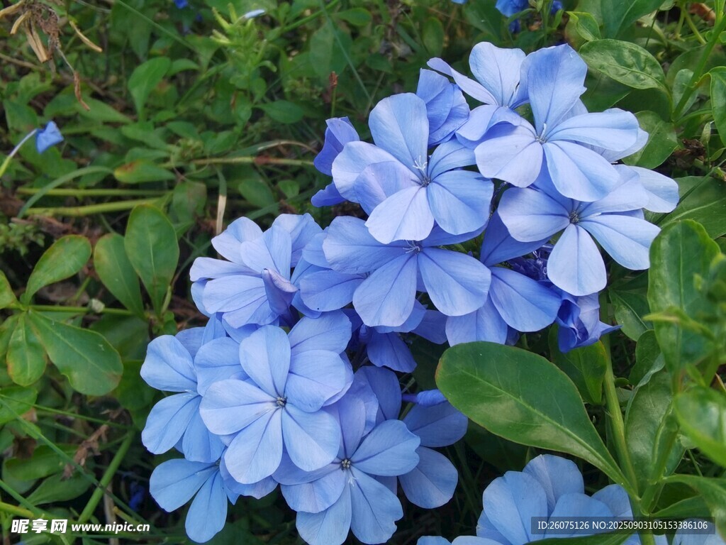 蓝花绽放于绿叶间