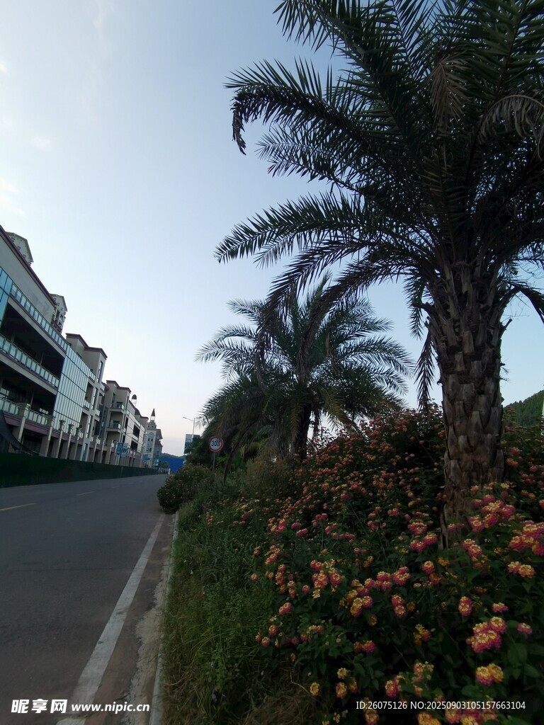 路边棕榈与缤纷花卉景观