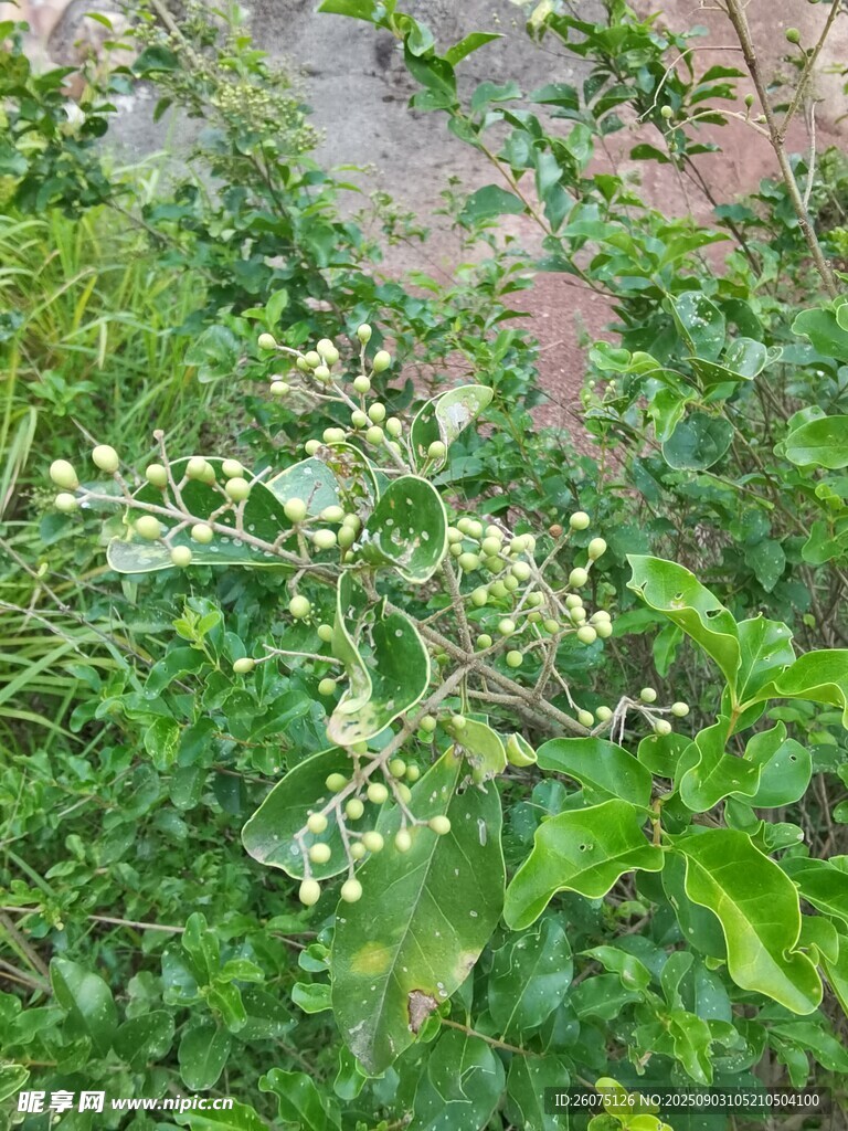 绿叶间的白色小花