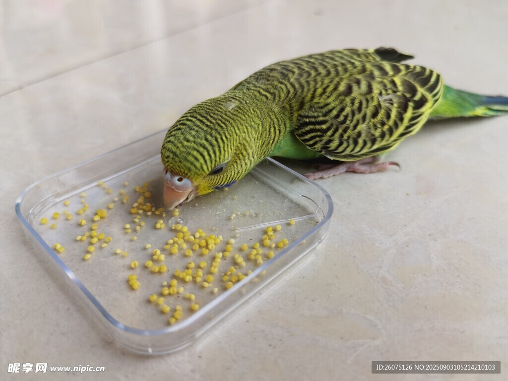 虎皮鹦鹉进食画面