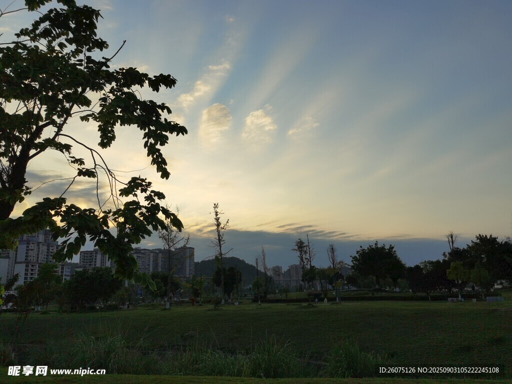 夕阳下的田野与树木景观
