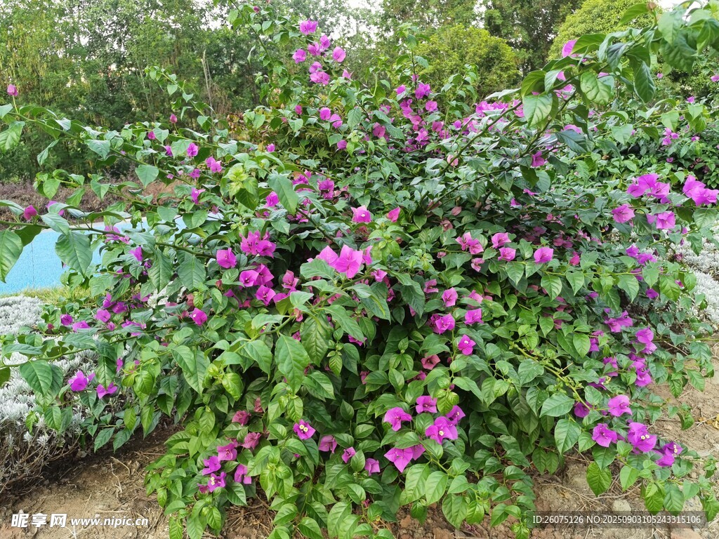 繁茂紫花植物景观