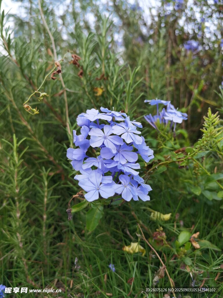 蓝绣球花绽放于绿植间