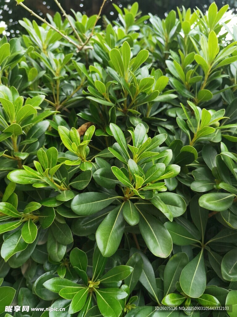 翠绿繁茂的灌木丛