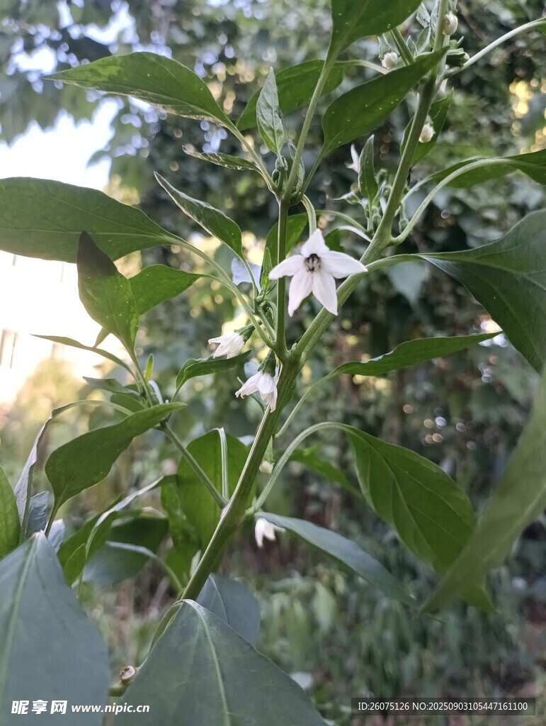 枝头绽放的白色辣椒小花