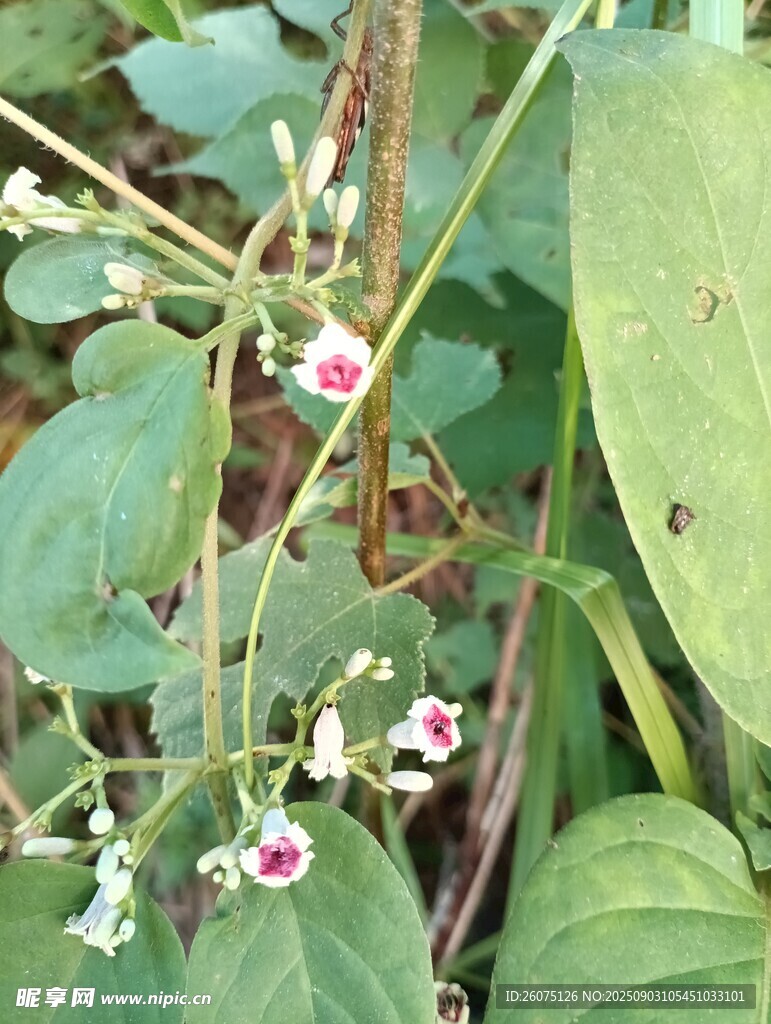 粉色小花与绿叶植物