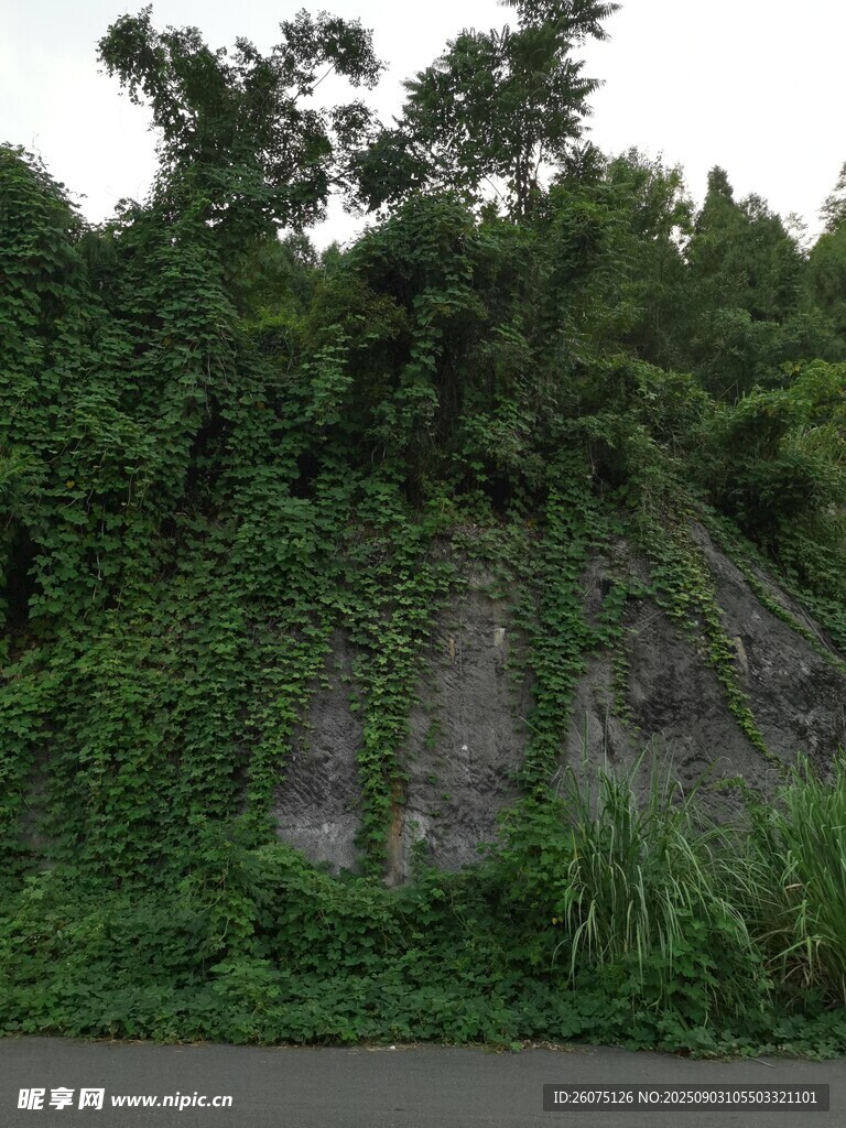 山坡绿植繁茂景象